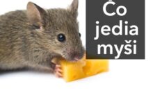 Sýr - Čo jedia myši