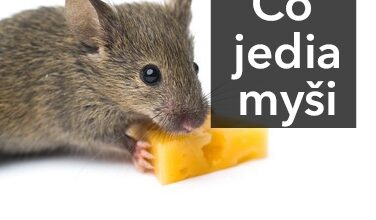 Sýr - Čo jedia myši