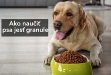 Ako naučiť psa jesť granule