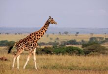 Kde žije žirafa
