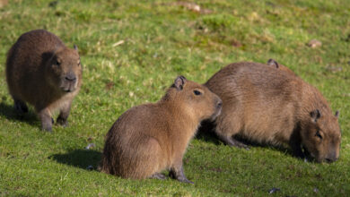 Kde žije kapybara