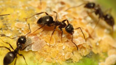 Zaujímavosti o mravcoch
