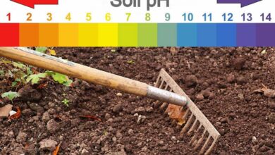 Ako zistiť pH pôdy