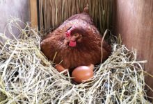 Mladá sliepka: Príprava na znášanie