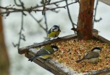 Ako prilákať vtáky do kŕmitka