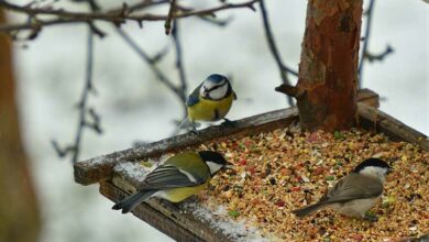 Ako prilákať vtáky do kŕmitka