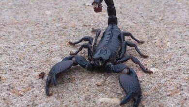 Škorpión obrovský